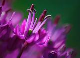 Purple Floret_49156